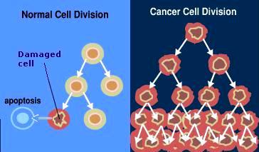 Descubren mecanismo natural que podría frenar el cáncer