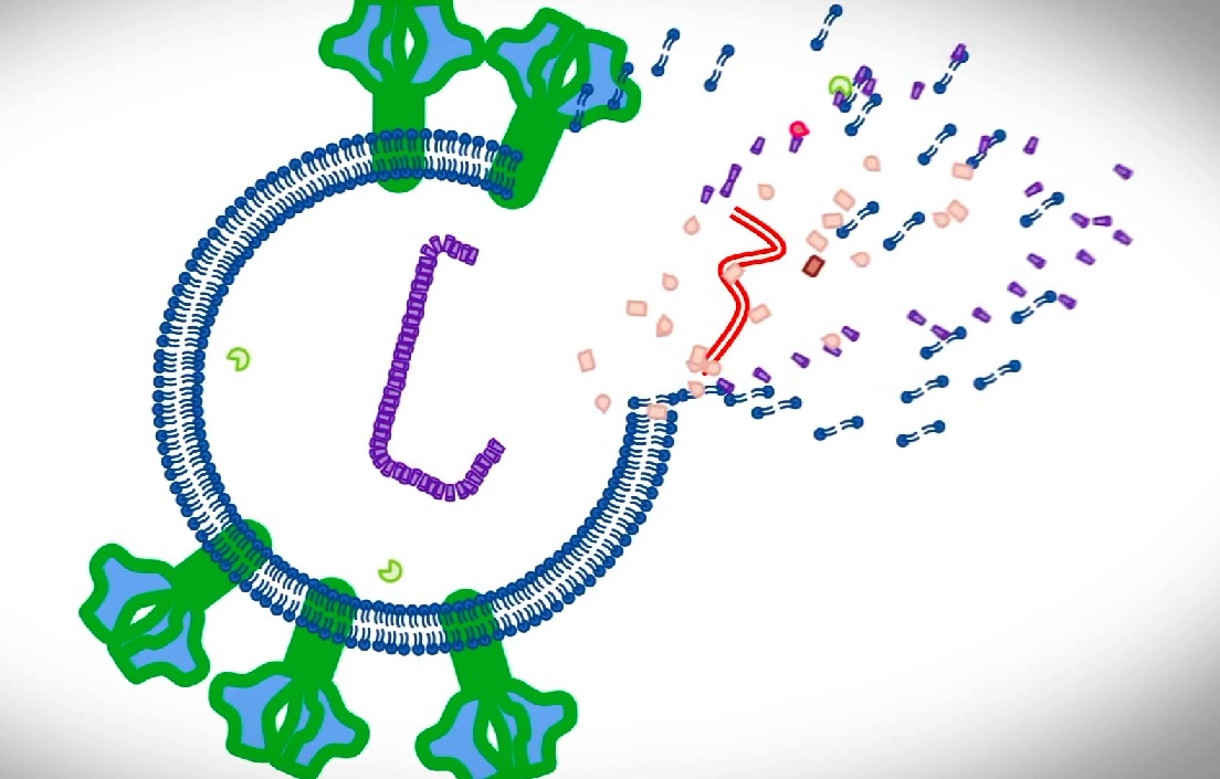 Crean una molécula que hace al virus del VIH autodestruirse