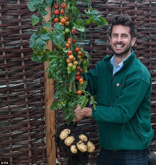 Crean planta híbrida que produce tomates y papas
