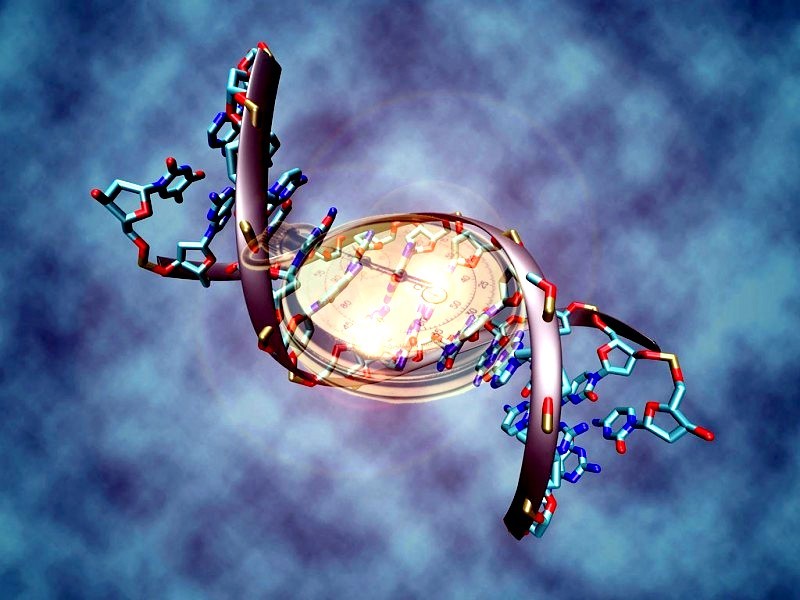 Descubren nuevo reloj biológico en el ADN