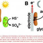 Logran que bacterias cooperen para generar electricidad