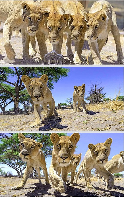 Video del encuentro de una cámara DSLR y unos leones hambrientos