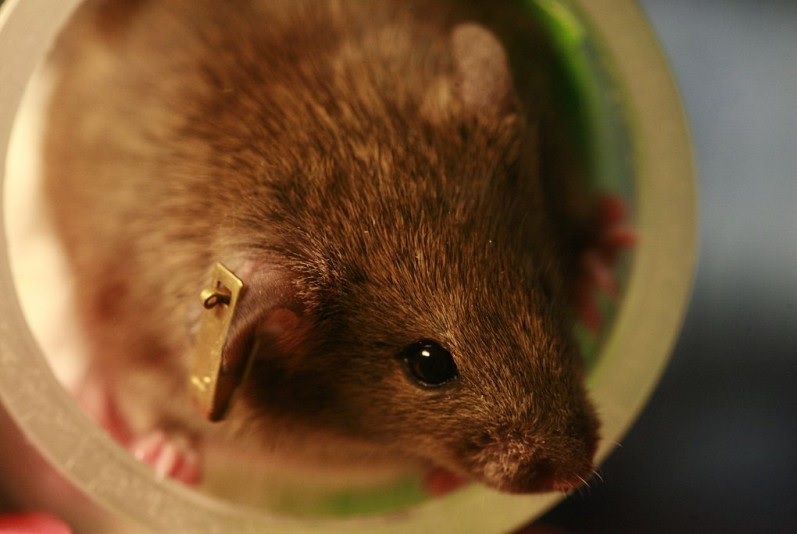 Logran rejuvenecer roedores de laboratorio