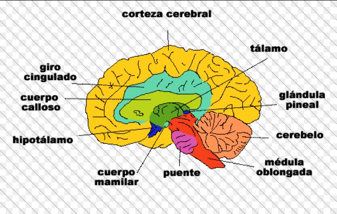 Establecen relación entre el cociente intelectual y la corteza cerebral