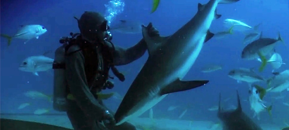 Vea a un buzo poner en trance a un tiburón tocándole la nariz