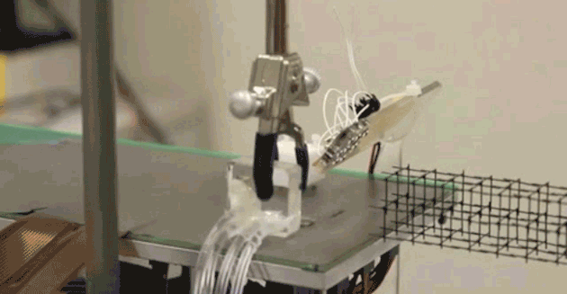 Vean cómo micro-robots magnéticos trabajan en equipo