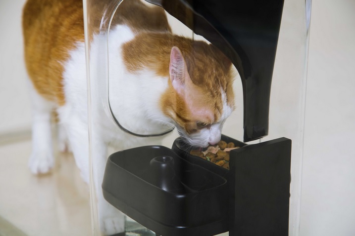 Alimentador para gatos con tecnología de reconocimiento gatuno