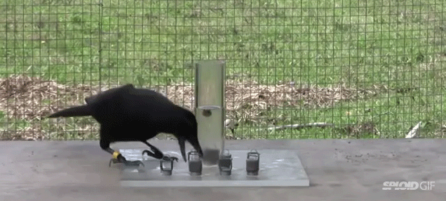 Un cuervo resolviendo rompecabezas con su conocimiento del uso del agua