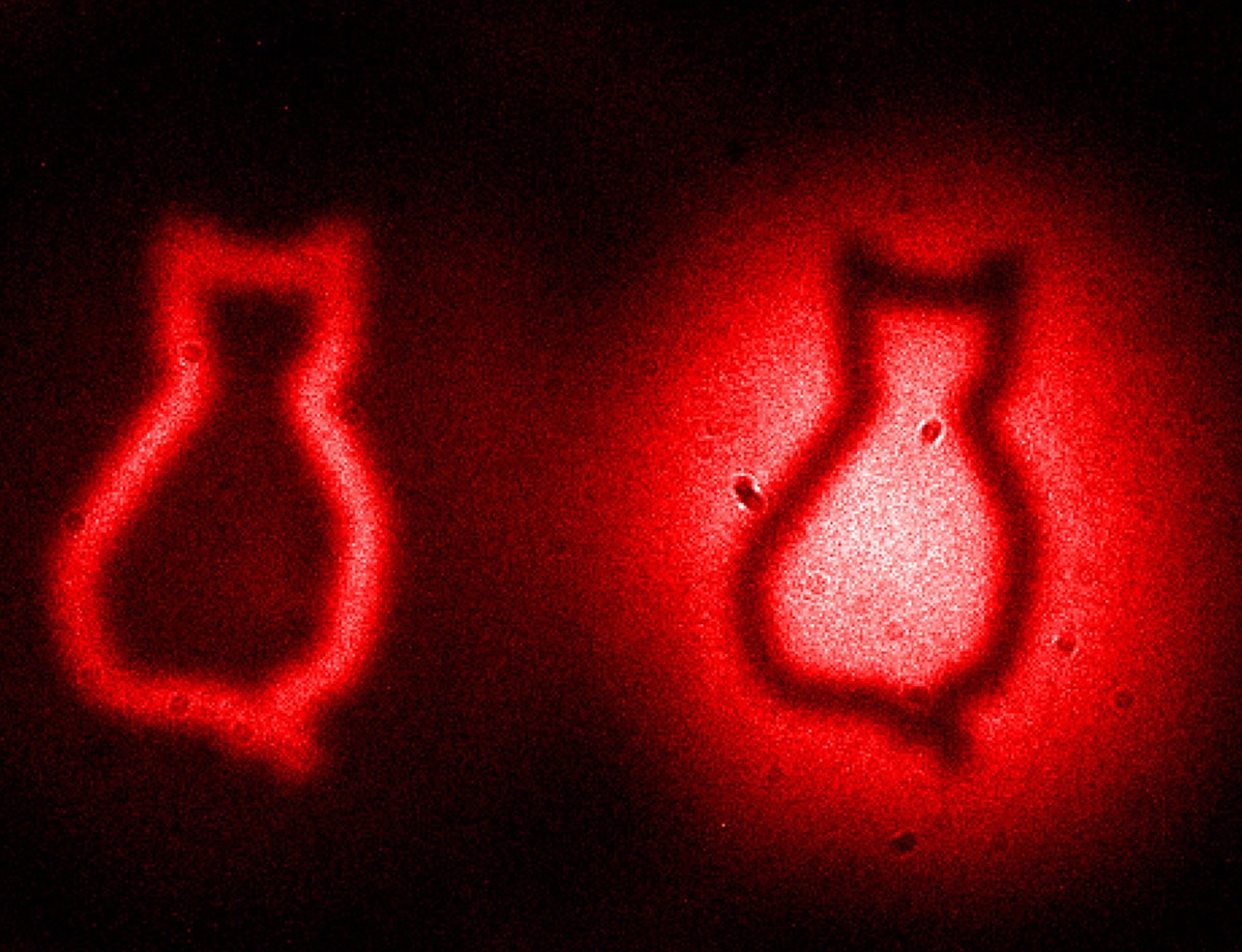 El gato de Schrödinger filmado en una película cuántica
