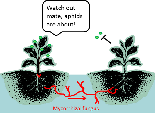 Las plantas se comunican de una forma no vista hasta ahora