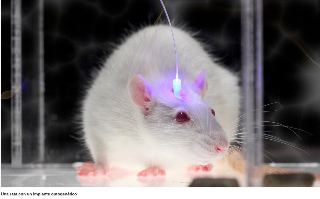 Logran cambiar recuerdos traumáticos en placenteros activando neuronas con luz