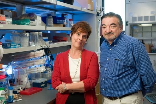Crean proteína que impide avance de tumores cancerosos