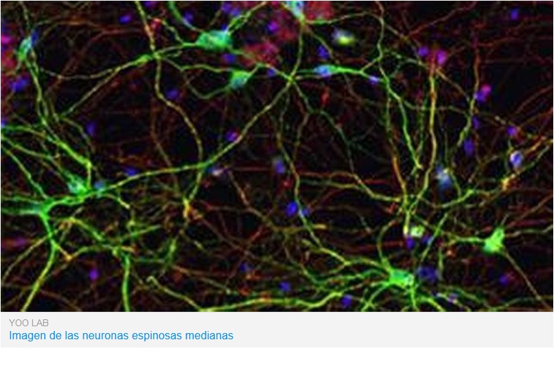 Convierten células cutáneas en neuronas
