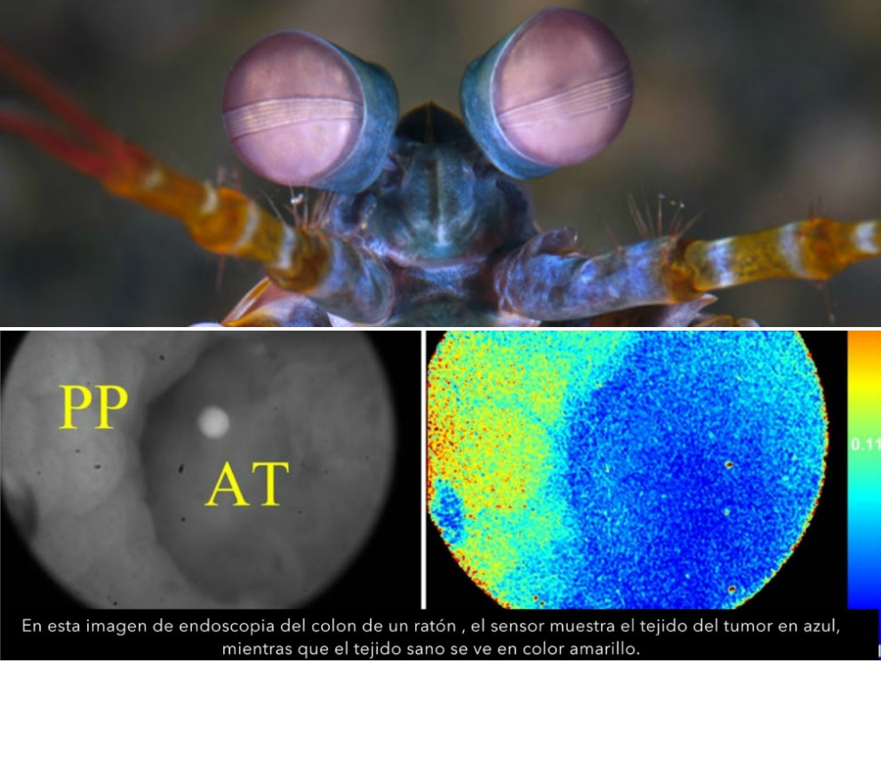 Los camarones mantis pueden ver el cáncer y se ha logrado emular esta habilidad