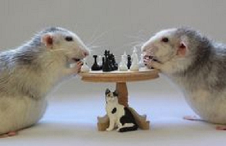 Implante cuadruplica inteligencia de ratones