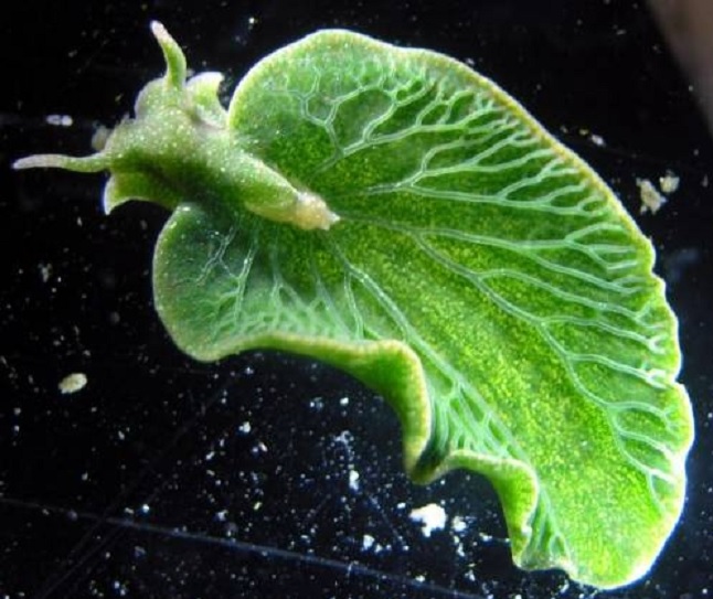 Descubren animal que realiza fotosíntesis como los vegetales