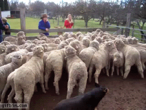 Y ahora ovejas con acceso a Internet