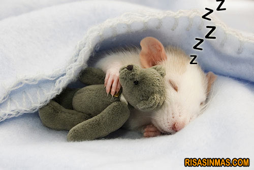 Modifican recuerdos en ratones dormidos