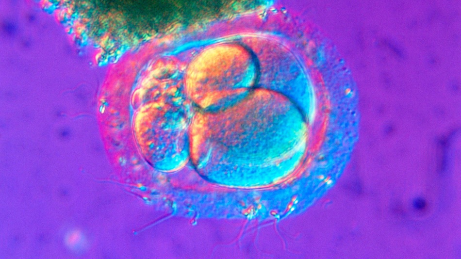 Por primera vez en la historia modifican el genoma de un embrión humano