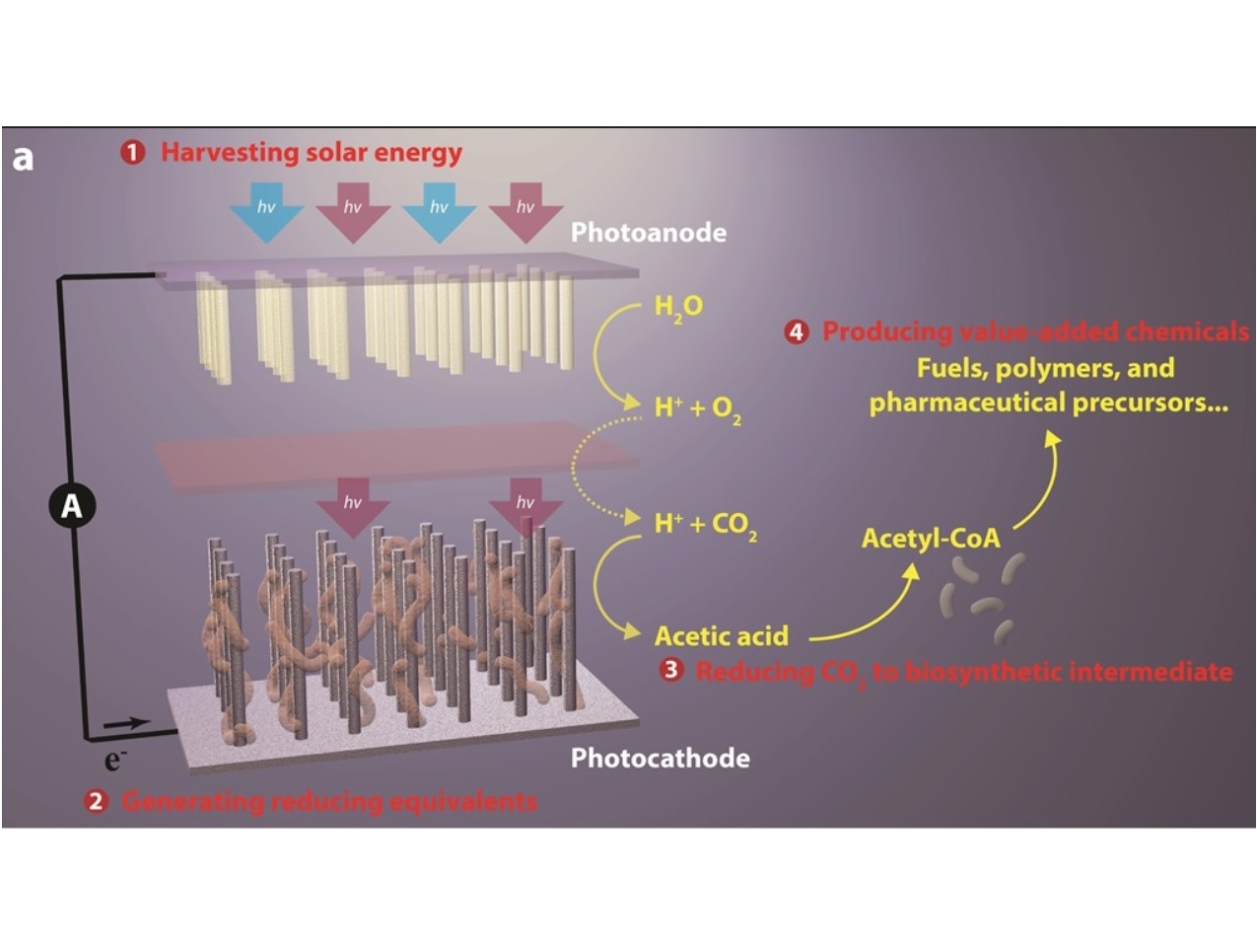 Fotosíntesis artificial convierte dióxido de carbono en plásticos, fármacos y biocombustibles