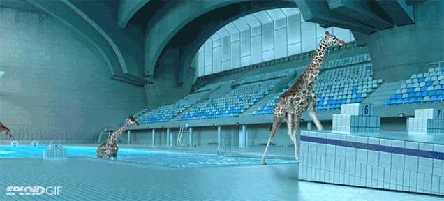 Lo que puede hacer el CGI: jirafas saltando en una piscina