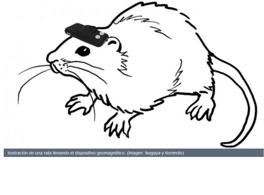 Logran pseudovisión magnética artificial en ratas invidentes