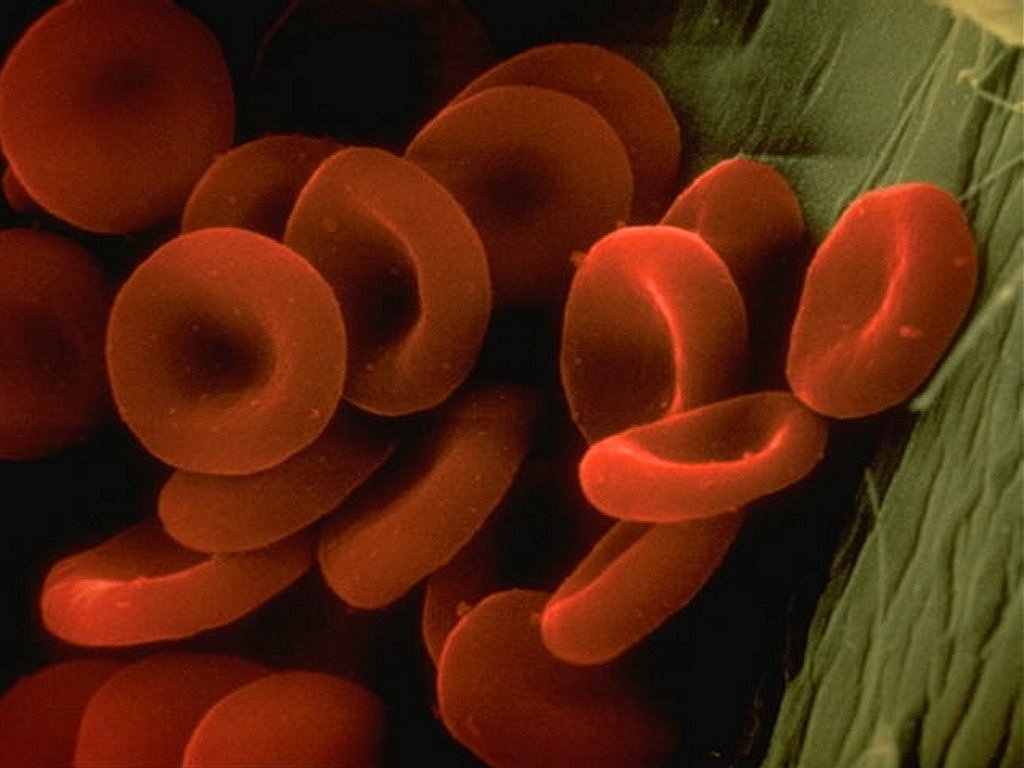 Desarrollan técnica para transformar sangre de diferentes grupos sanguíneos en sangre universal