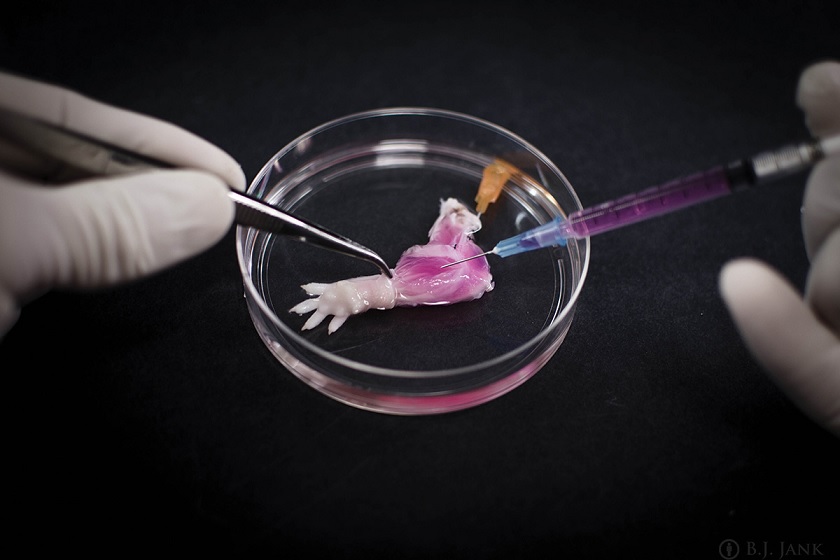 Científicos logran hacer recrecer un antebrazo de rata