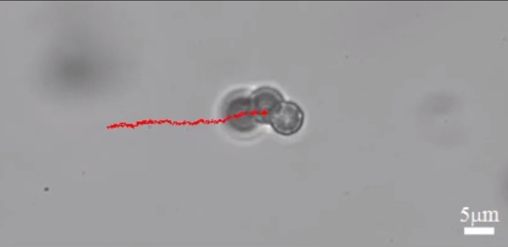 Microrrobots para abrir arterias obstruidas