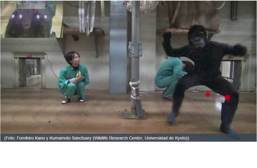 Los simios son capaces de distinguir una buena película de suspenso