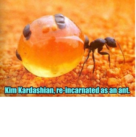 Comunicaciones ultraeficientes inspiradas en las hormigas