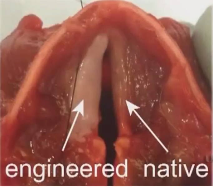 Logran cultivar cuerdas vocales en laboratorio