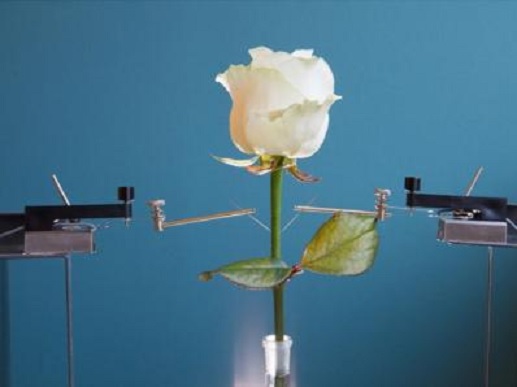 Han conseguido implantr circuitos electrónicos en una rosa