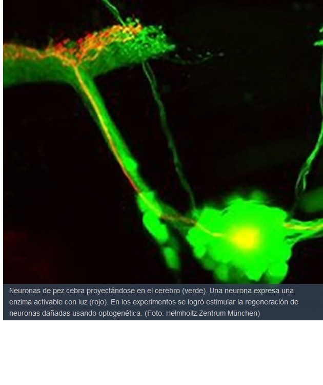Reparan neuronas con luz