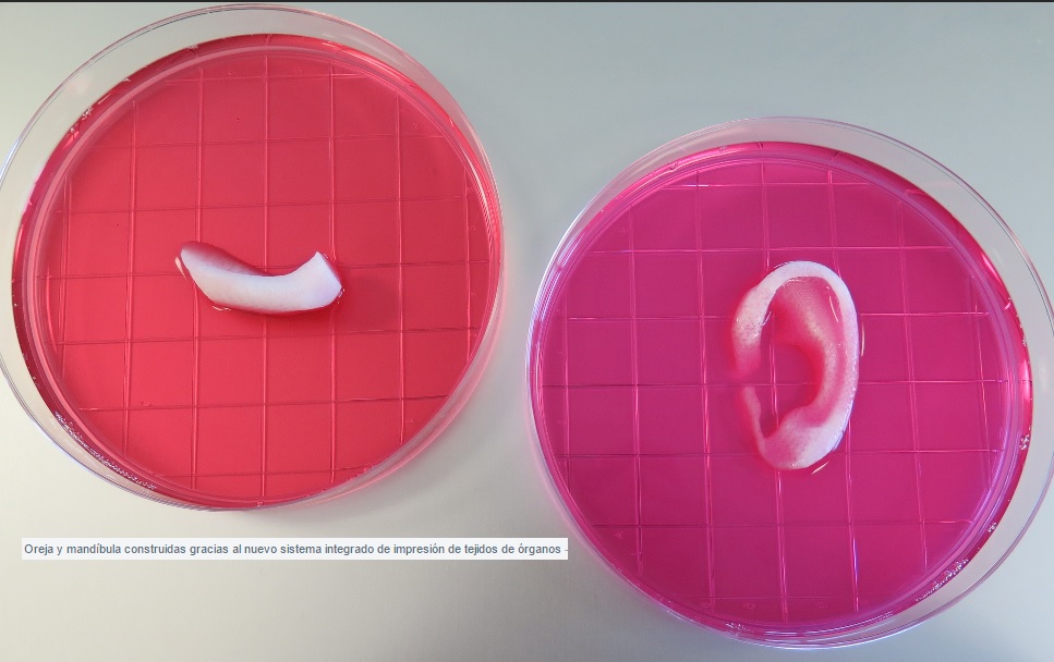 Nueva impresora permite imprimir en 3D una oreja funcional