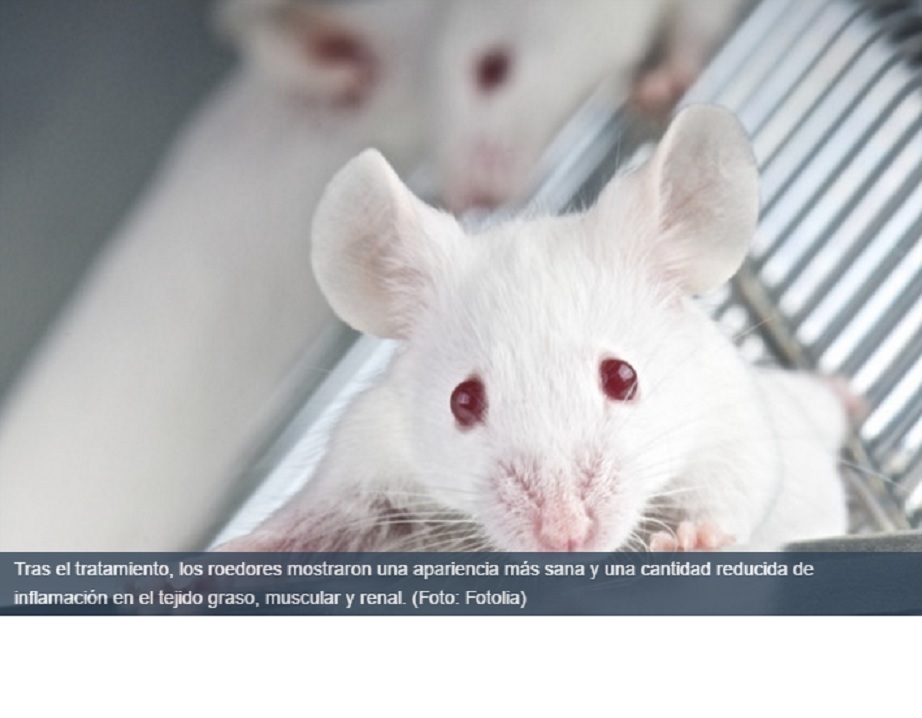 Logran retardar en un 35% el envejecimiento en ratones