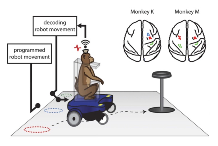 Un mono controla mentalmente una silla de ruedas robótica