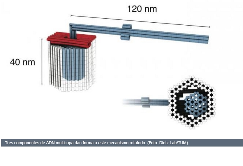Crean rotor y pinzas nanométricos hechos con ADN