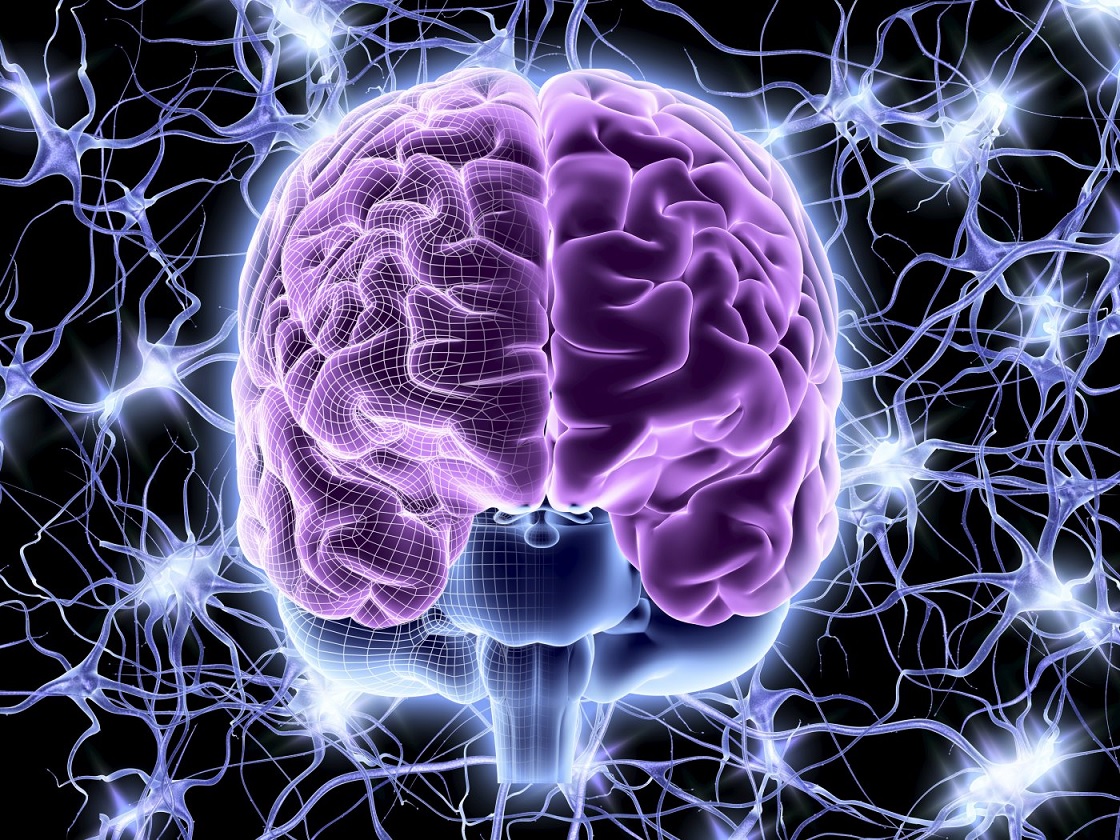 Investigadores creen que han descubierto 'anti-memorias' en el cerebro
