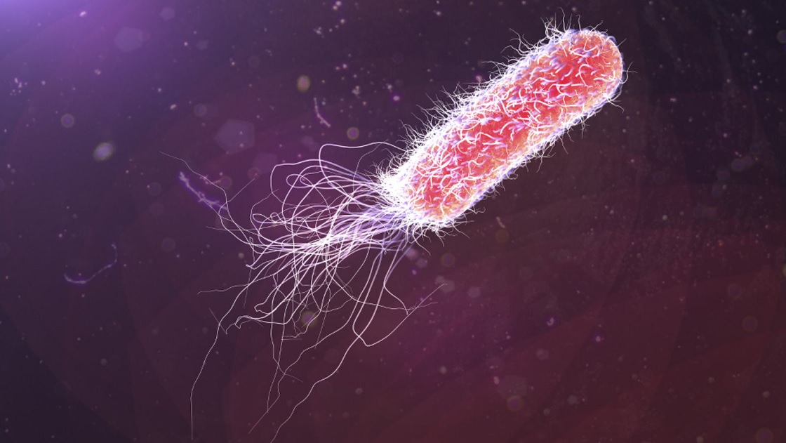 Las bacterias ahora pueden almacenar datos