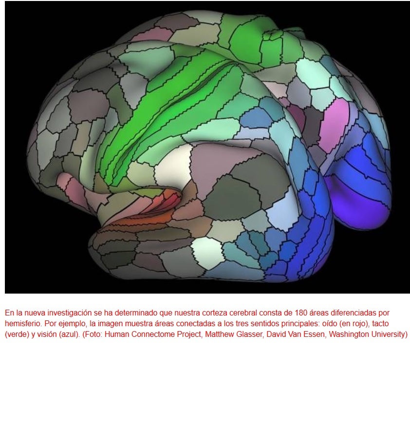 Aumentan al doble las regiones conocidas de la corteza cerebral humana