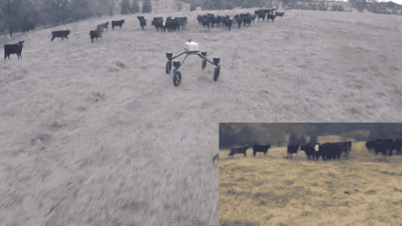 Atención perros pastores: este robot los puede dejar desempleados