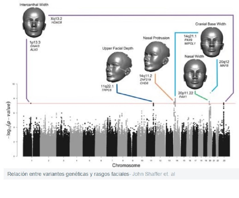 Identifican los genes que dan forma a la cara