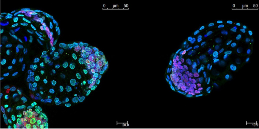 Científicos logran poner embriones de ratón en animación suspendida durante un mes