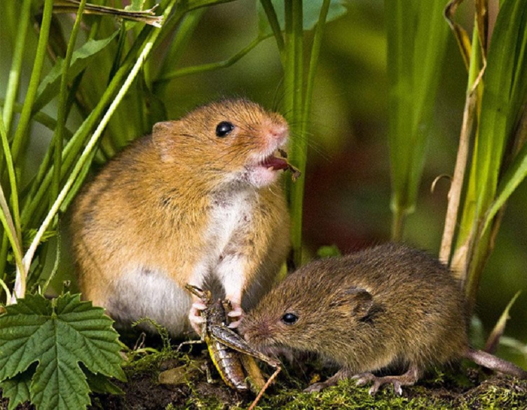 Logran desactivar el 'instinto asesino' en ratones