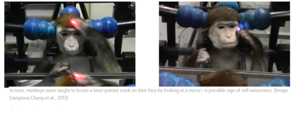 Los monos aprenden a reconocerse en el espejo