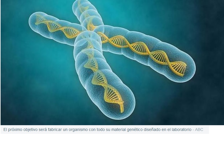El organismo con más ADN sintético de la historia se acerca a la vida artificial