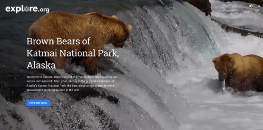 Google Earth ahora ofrece videos en vivo y en directo de la naturaleza