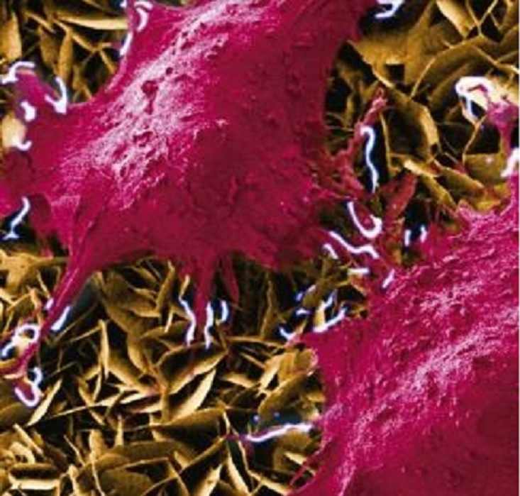 Desarrollan nanogenerador para estimular células vivas