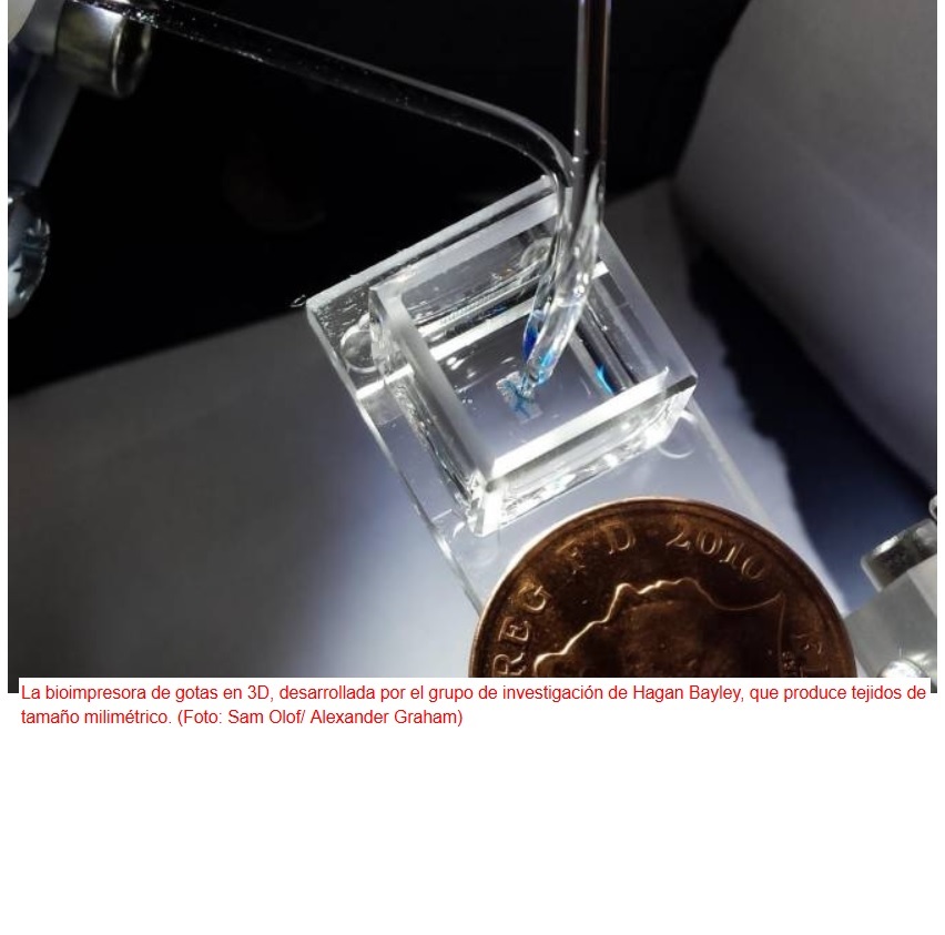 Nuevo método para impresión 3D de tejidos vivos